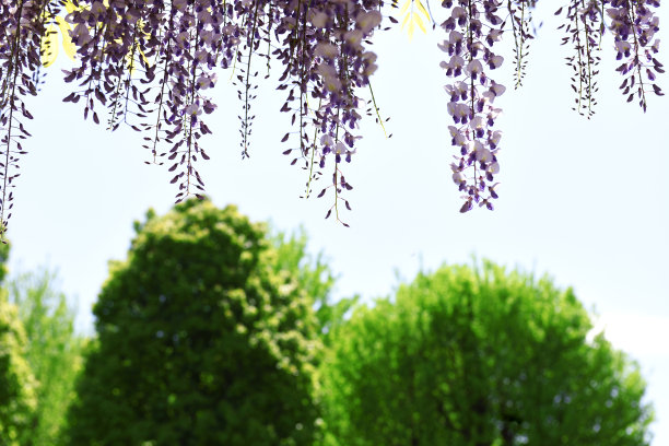 日本紫藤花图片下载