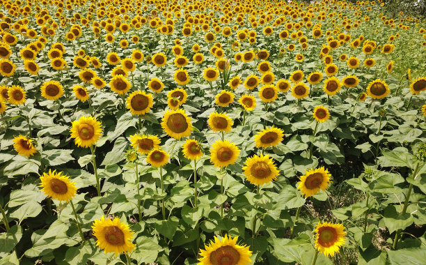 鸟瞰图的向日葵田图片下载