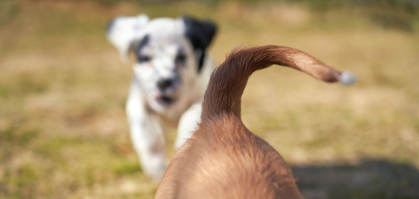 工作可卡犬和英国塞特犬，挪威奥斯陆图片下载