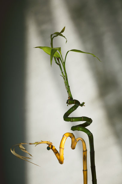 两株黄色和绿色的幸运竹被孤立在白色的背景中。图片下载