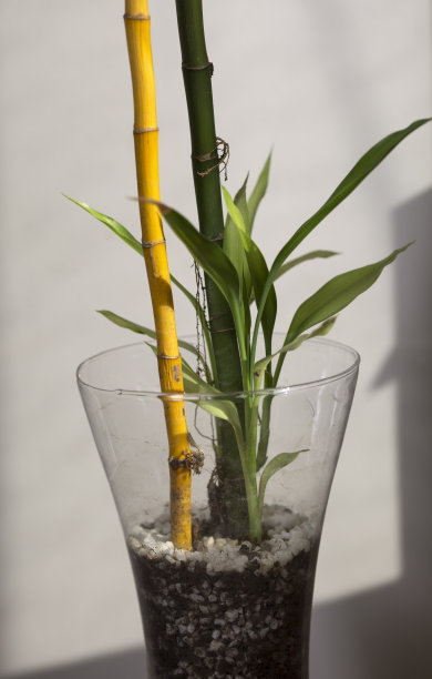 两株黄色和绿色的幸运竹子插在白色背景的玻璃花瓶里。图片下载