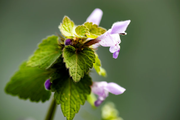 紫色的野花，近了。孤立的背景。图片下载