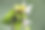 紫色的野花，近了。孤立的背景。图片下载