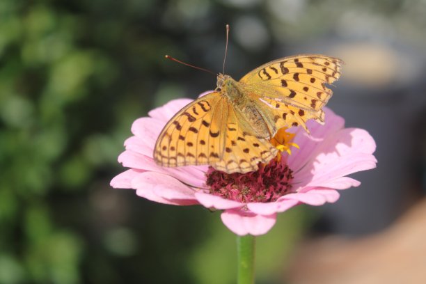 蝴蝶在花图片下载