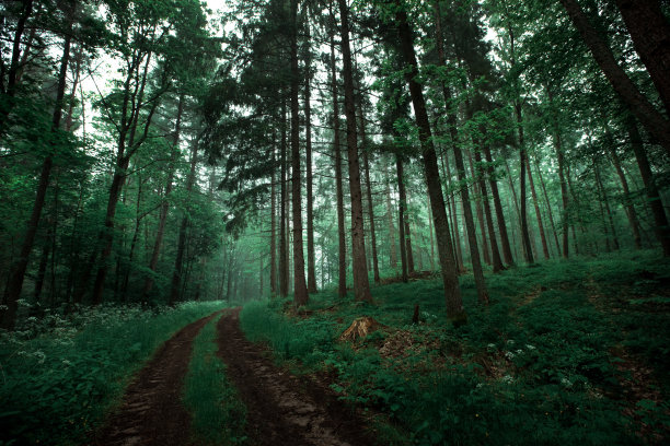 美丽的绿色森林在雨中图片下载