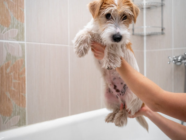 杰克罗素小狗在浴室被洗图片下载