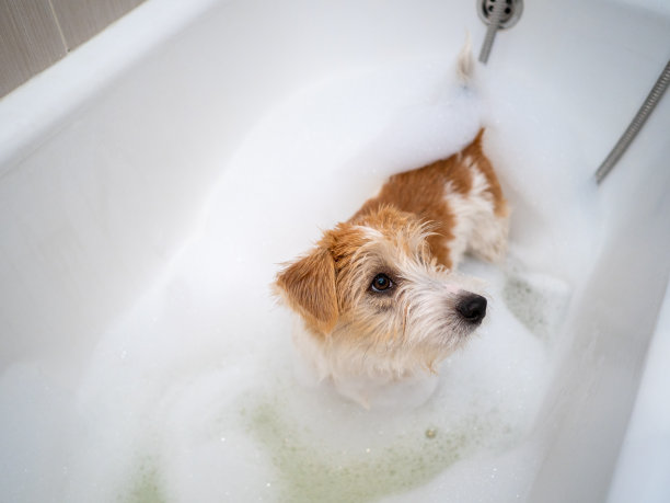 杰克罗素小狗在浴室被洗图片下载