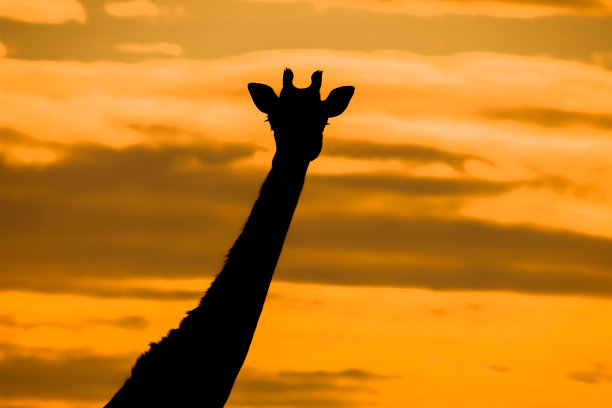 长颈鹿轮廓图片下载