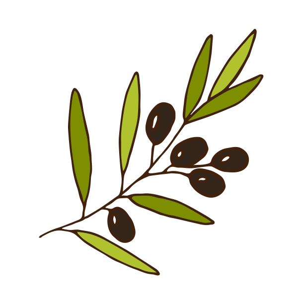 简单的彩色手绘矢量图。白色背景上孤立的橄榄枝。农业收获，农作物种植，生产。用于包装设计、油标签。图片下载