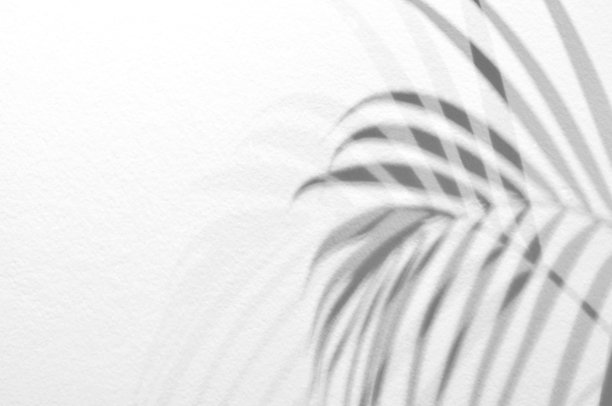 光和影树叶，棕榈叶在肮脏的白色墙壁混凝土背景。剪影抽象热带树叶自然图案为壁纸，春夏纹理。黑白模糊的图像背景。图片下载