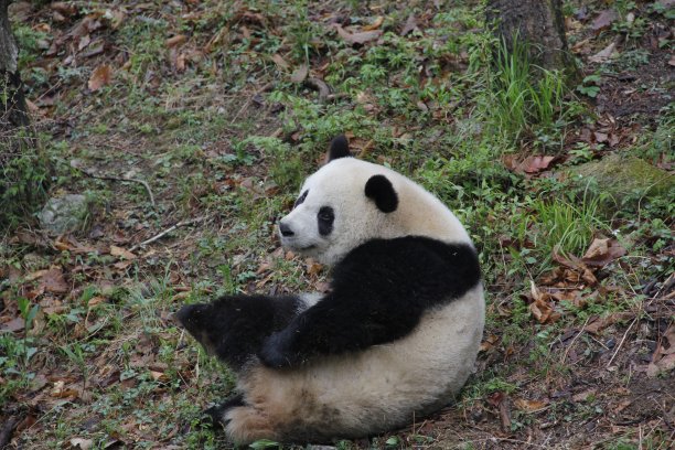 熊猫图片下载