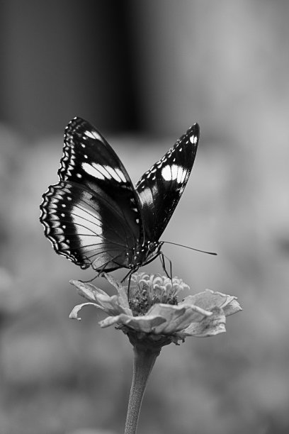 通常被称为卵蝇，大卵蝇图片下载