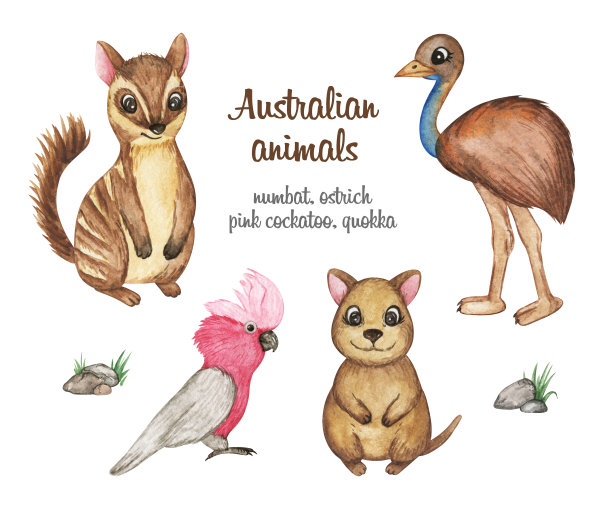 澳大利亚动物剪纸水彩画，Numbat，鸵鸟鸸鹋，短尾矮袋鼠，粉色鳄鱼插图，手绘可爱的动物集孤立图片下载