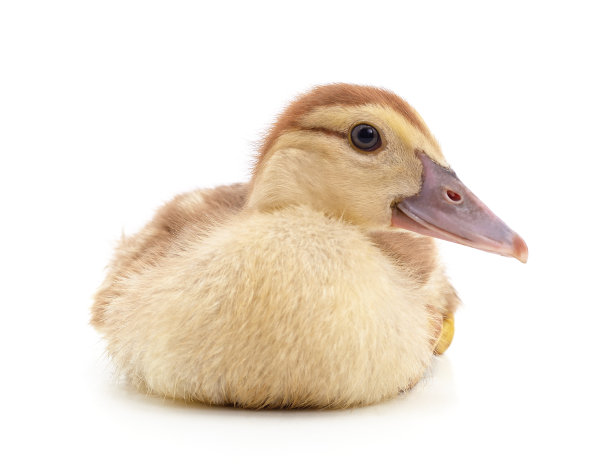 一个小鸭子。图片下载
