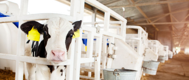在一个奶牛场的小牛棚里，一只可爱的黑白小牛，从围栏里向外张望。牛奶产量,农业。图片下载