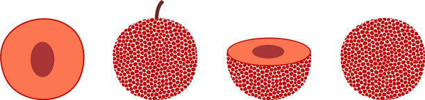 月桂树的果实图片下载