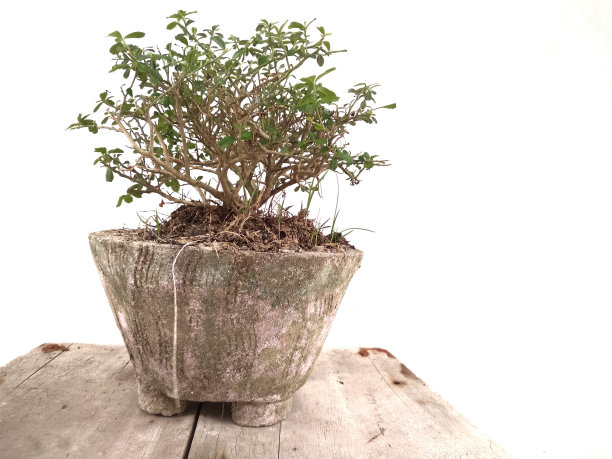 盆景在花盆里图片下载