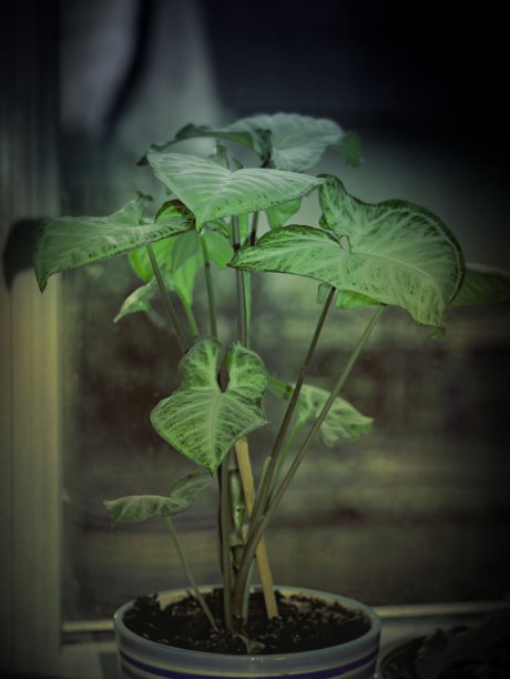 窗台上的花盆图片下载