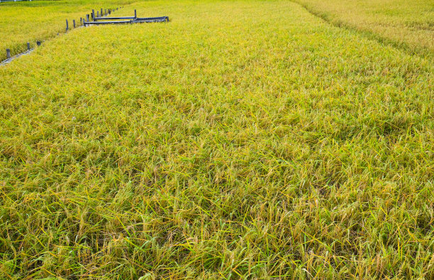 新鲜的金黄色和绿色有机水稻树在泰国农业。季节收获有机植物图片下载