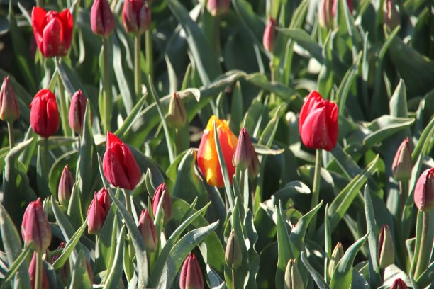 Goeree Overflakkee岛鳞茎地里的一排排郁金香图片下载