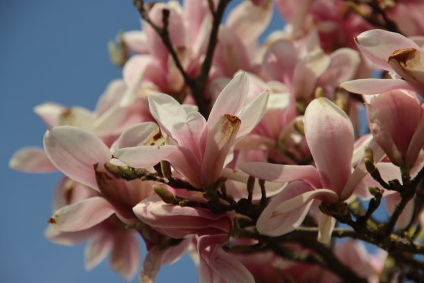 木兰树上开着白色和粉红色的花图片下载