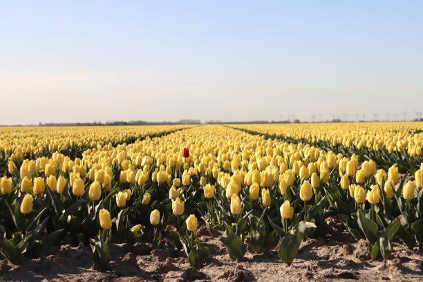 Goeree Overflakkee岛鳞茎地里的一排排郁金香图片下载