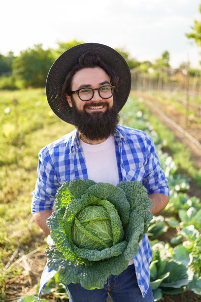 在绿色的田野里收获卷曲的卷心菜图片下载