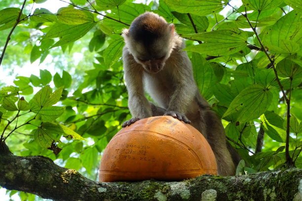 小僧帽猴在树顶上玩球图片下载