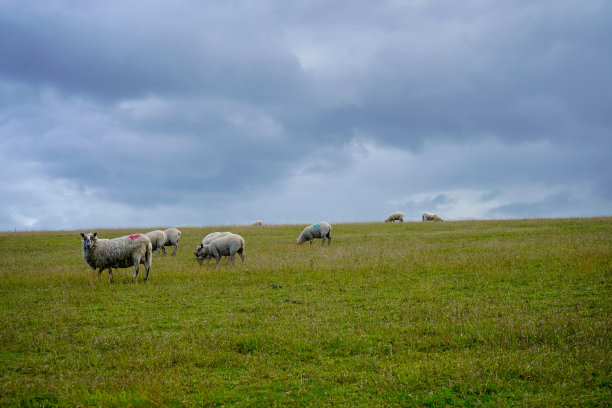 羊群在绿色的草地上图片下载