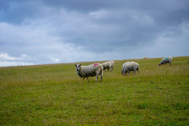 羊群在绿色的草地上图片下载