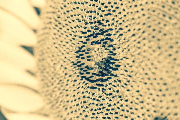 蜜蜂在向日葵。宏观和选择性的焦点。图片下载