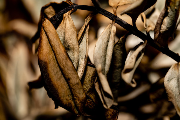 秋季叶片表面纹理干燥。火焰波的抽象插图。宏观照片。图片下载