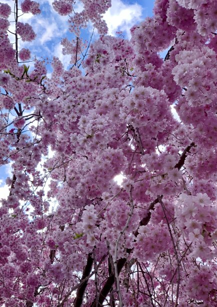 春天的开花树图片下载