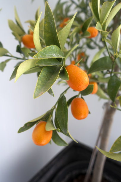 院子里的小金橘树图片下载