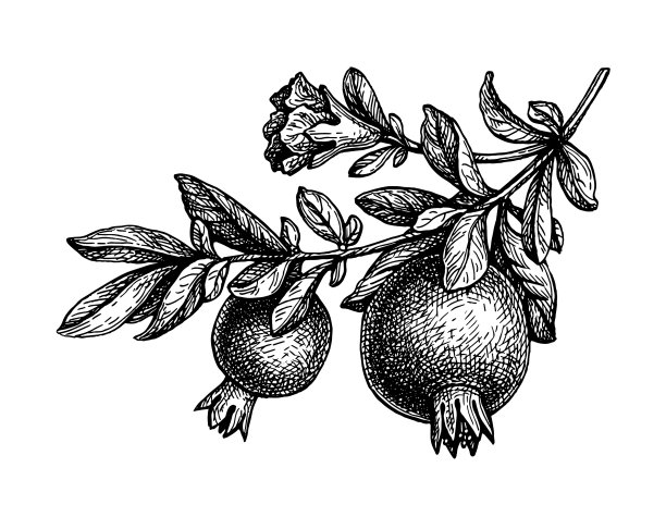 墨水素描石榴枝图片下载