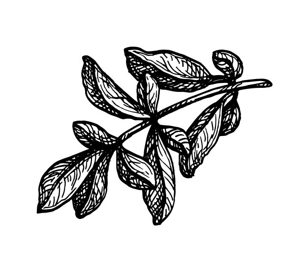 墨水素描石榴枝图片下载