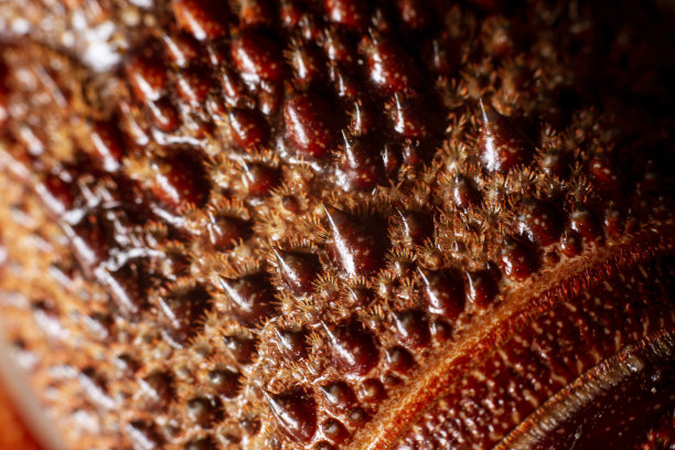 小龙虾龙虾图片下载