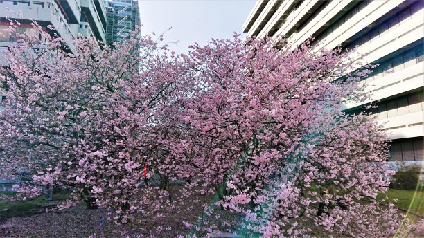 德国。3月底。卡尔斯鲁厄的樱花盛开图片下载