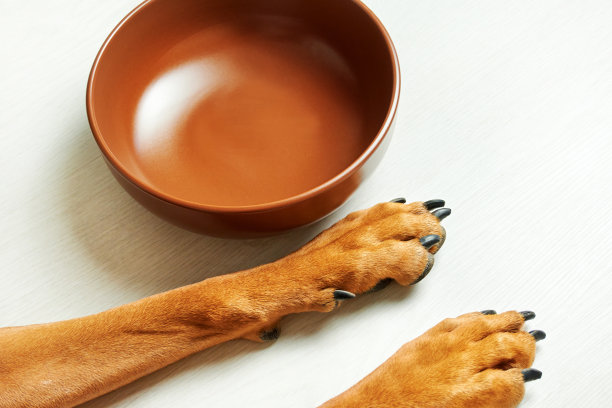 空狗碗和狗的爪子靠近图片下载