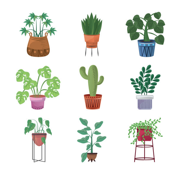 盆栽植物用于花盆花园室内装饰图片下载