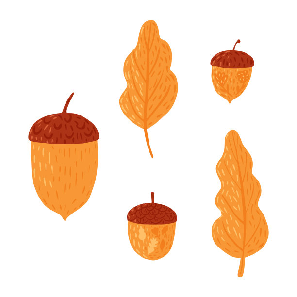 在白色背景上组成橡子和树叶图片下载
