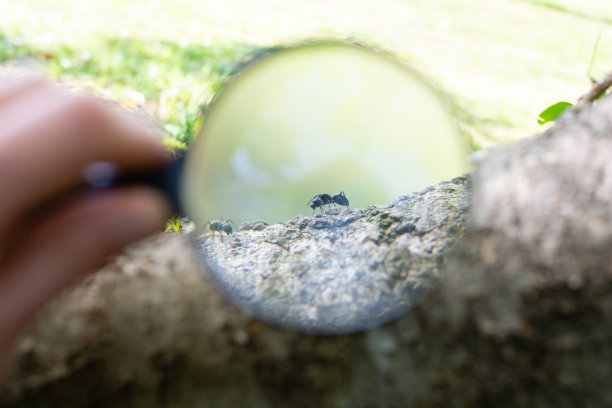 用放大镜观察蚂蚁图片下载