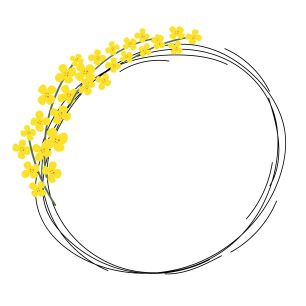 花圆框油菜籽。图片下载