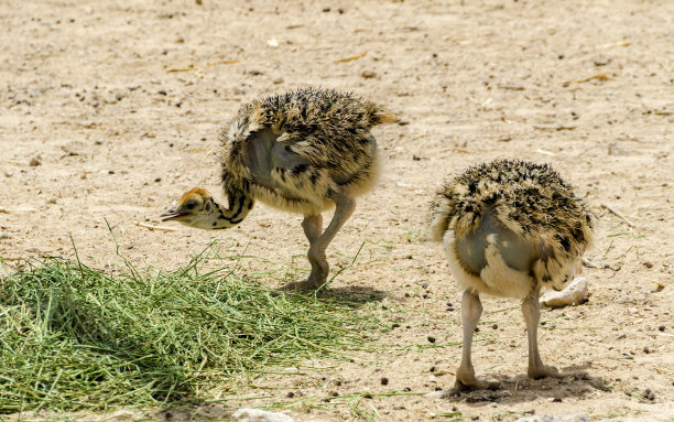 刚孵出的小非洲鸵鸟(Struthio camelus)图片下载