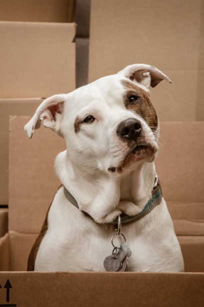 头倾斜的小狗在一个纸板箱看摄像机图片下载