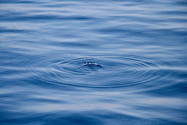 礁鲨的涟漪，达尔文澳大利亚图片下载