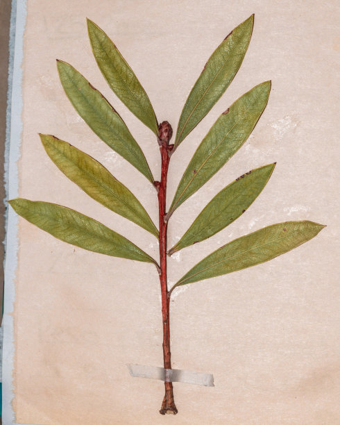 柑桔茎有叶图片下载