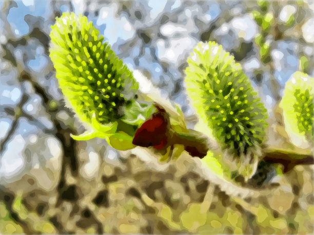 水彩森林景观。柳树花枝上有柳絮。花粉在开花了。柳树花，在初春。数字绘画-插图。水彩绘画。自然景观。图片下载