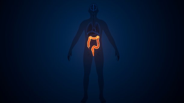 大肠3D插图人体消化系统解剖图片下载