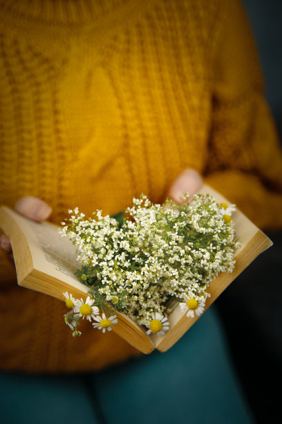 穿着针织毛衣的女孩拿着一本里面有雏菊的书。图片下载